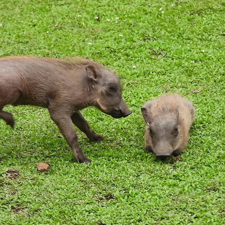 Rhino Cottage Marloth Park Buitenkant foto