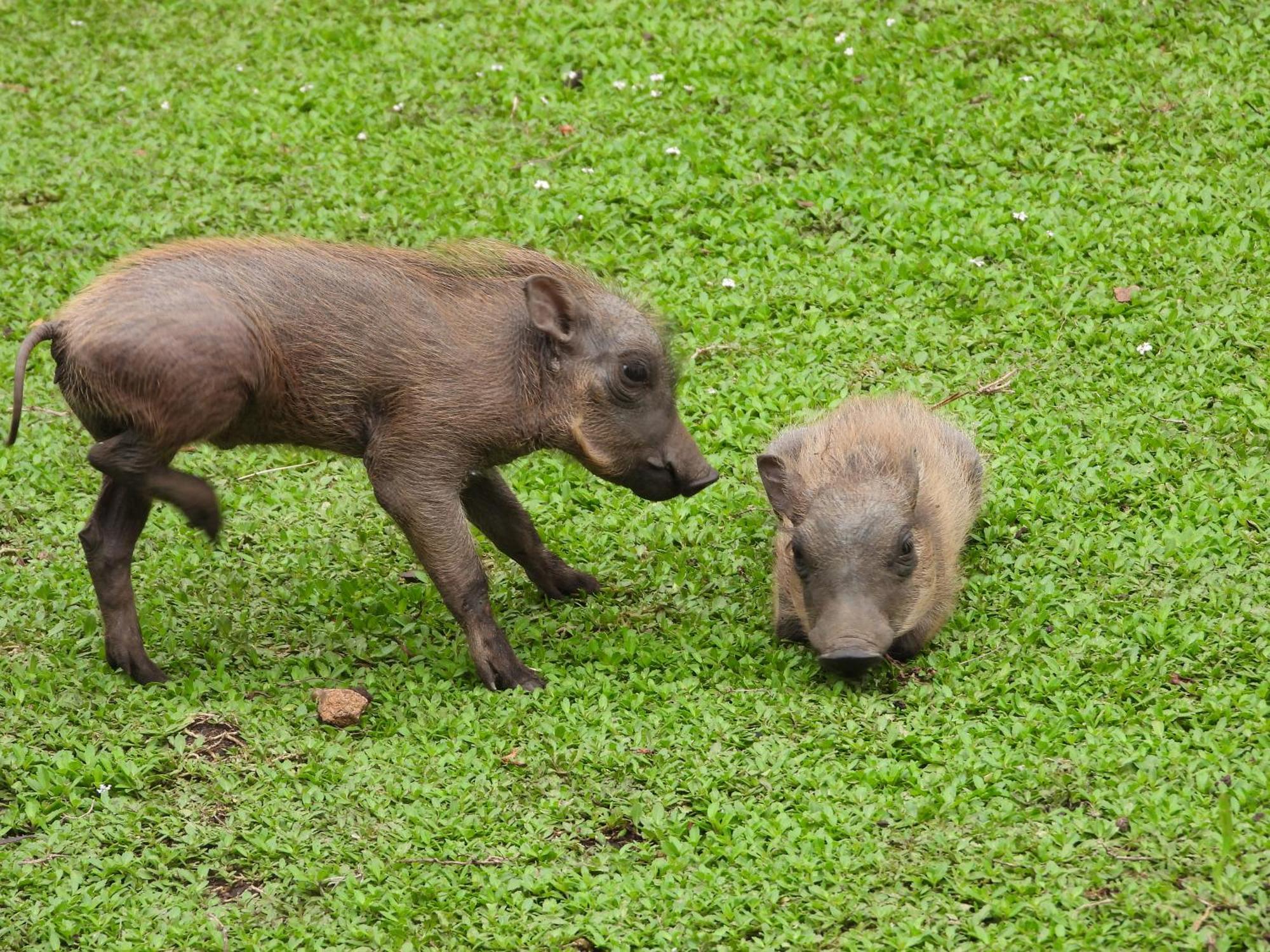Vakantiehuis Rhino