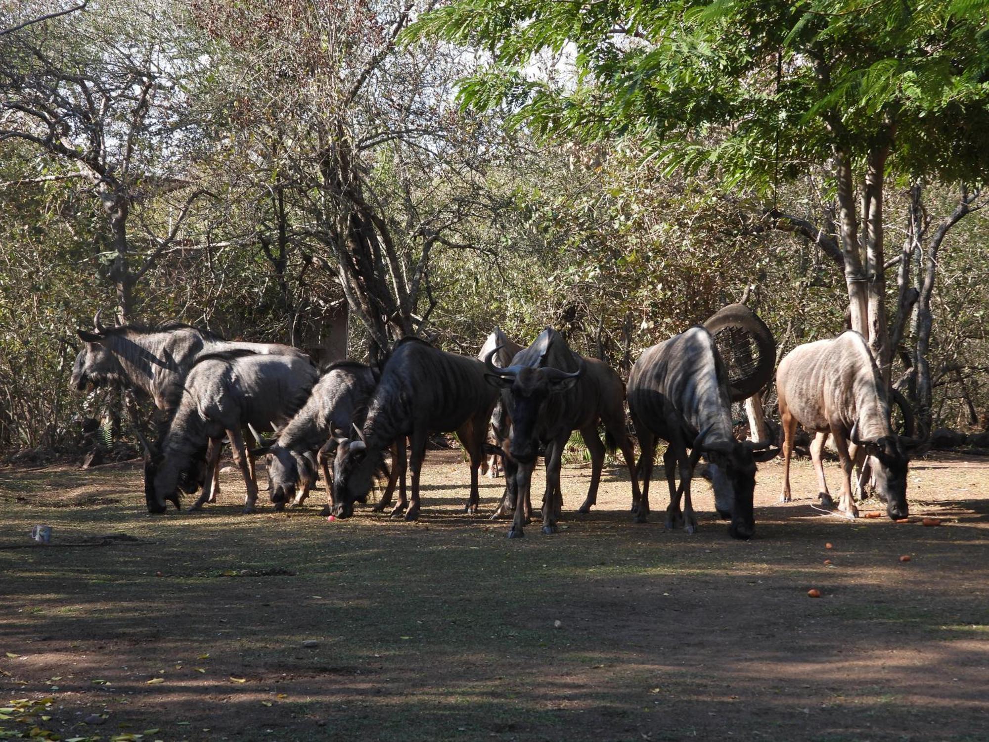 Vakantiehuis Rhino *