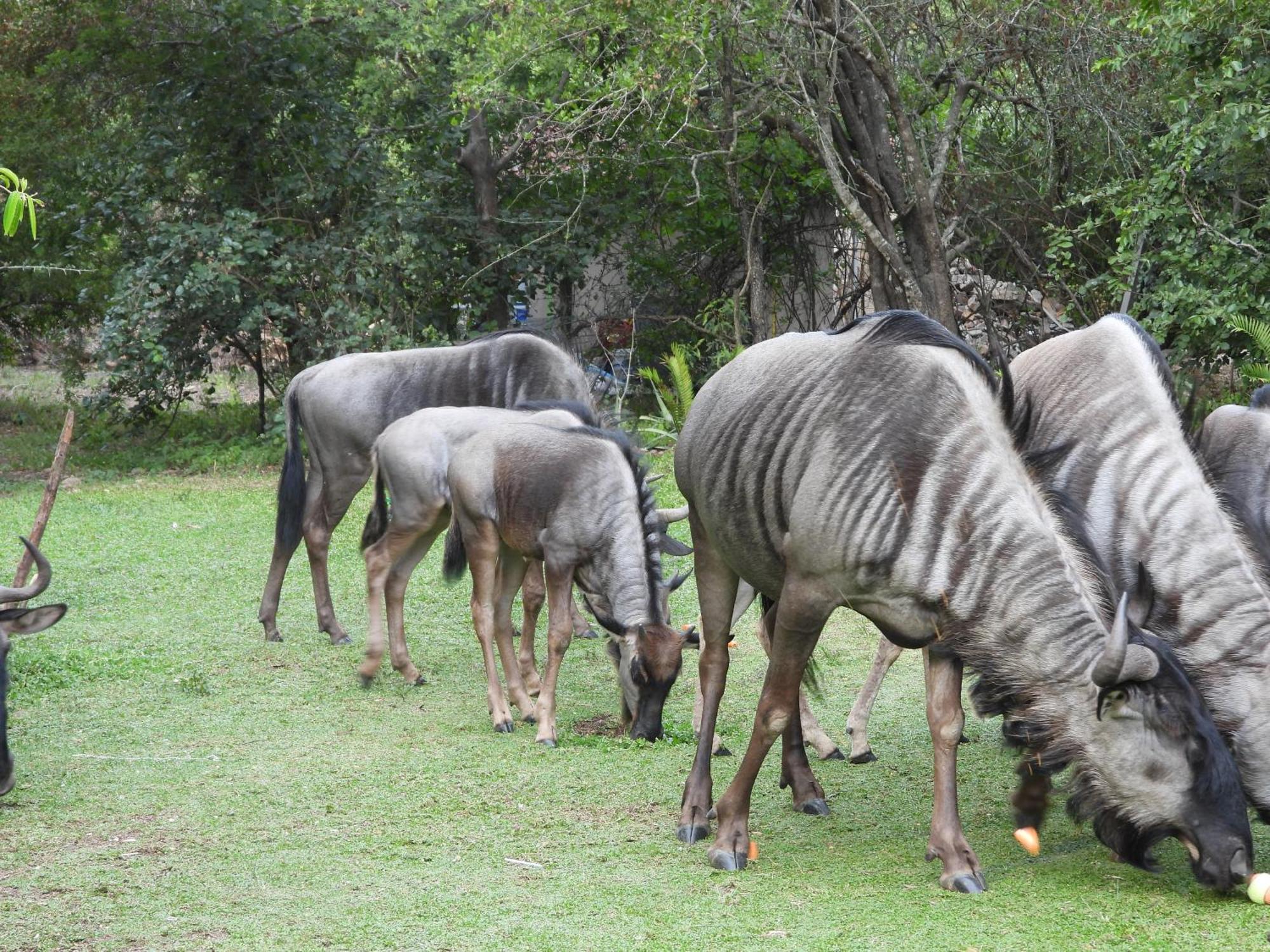 Rhino Marloth Park