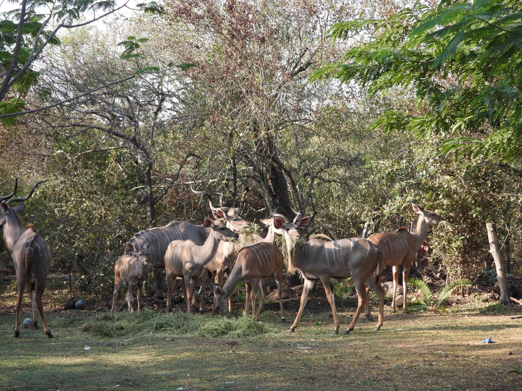 Rhino Vakantiehuis