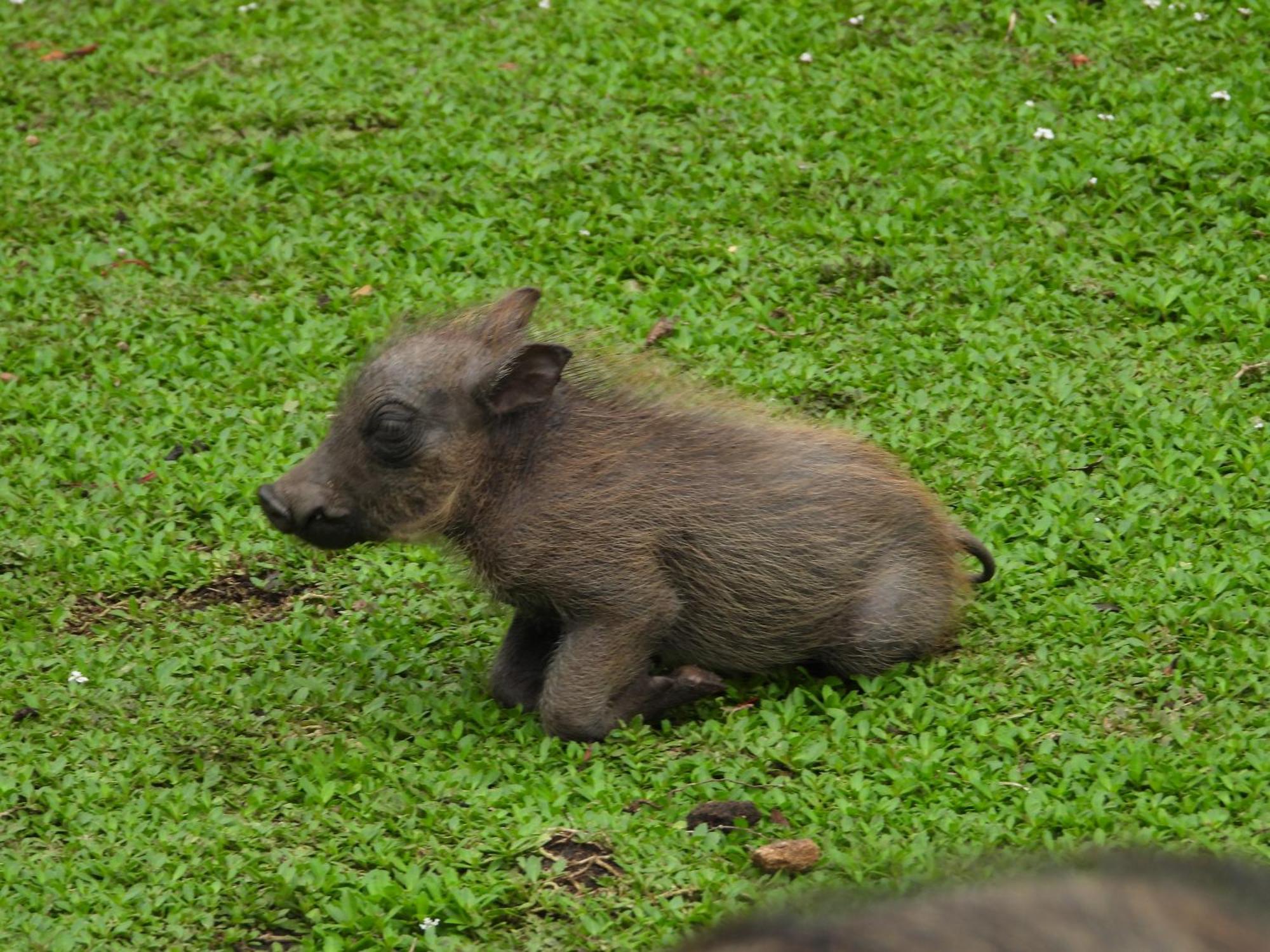 Vakantiehuis Rhino