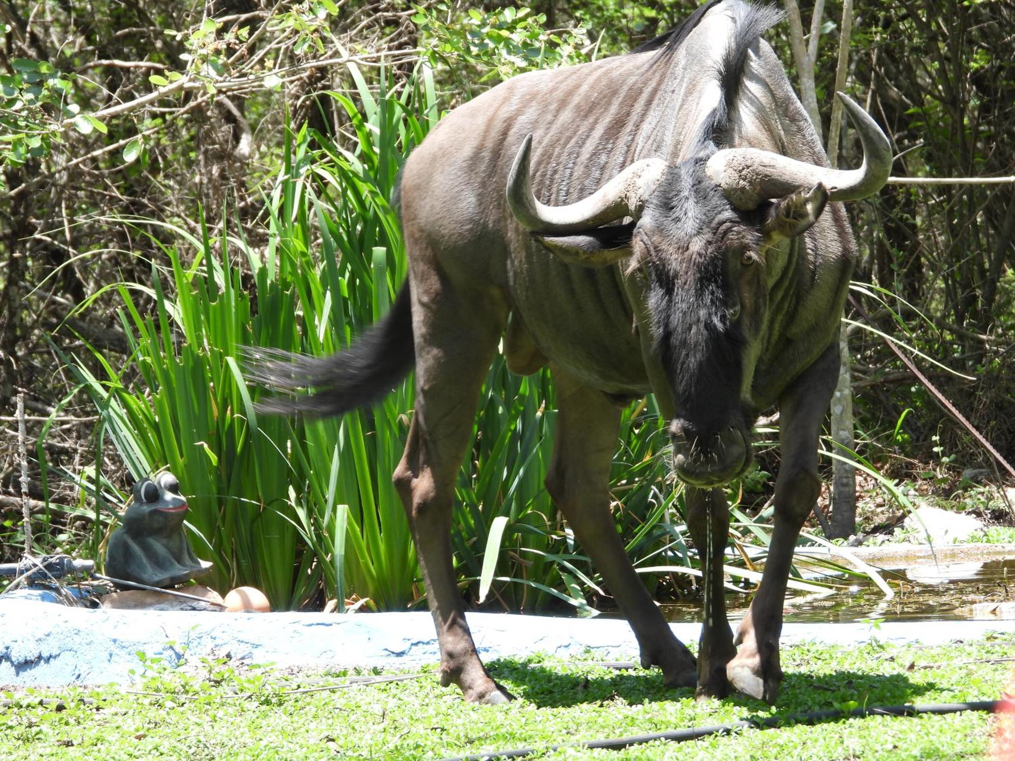 Vakantiehuis Rhino *