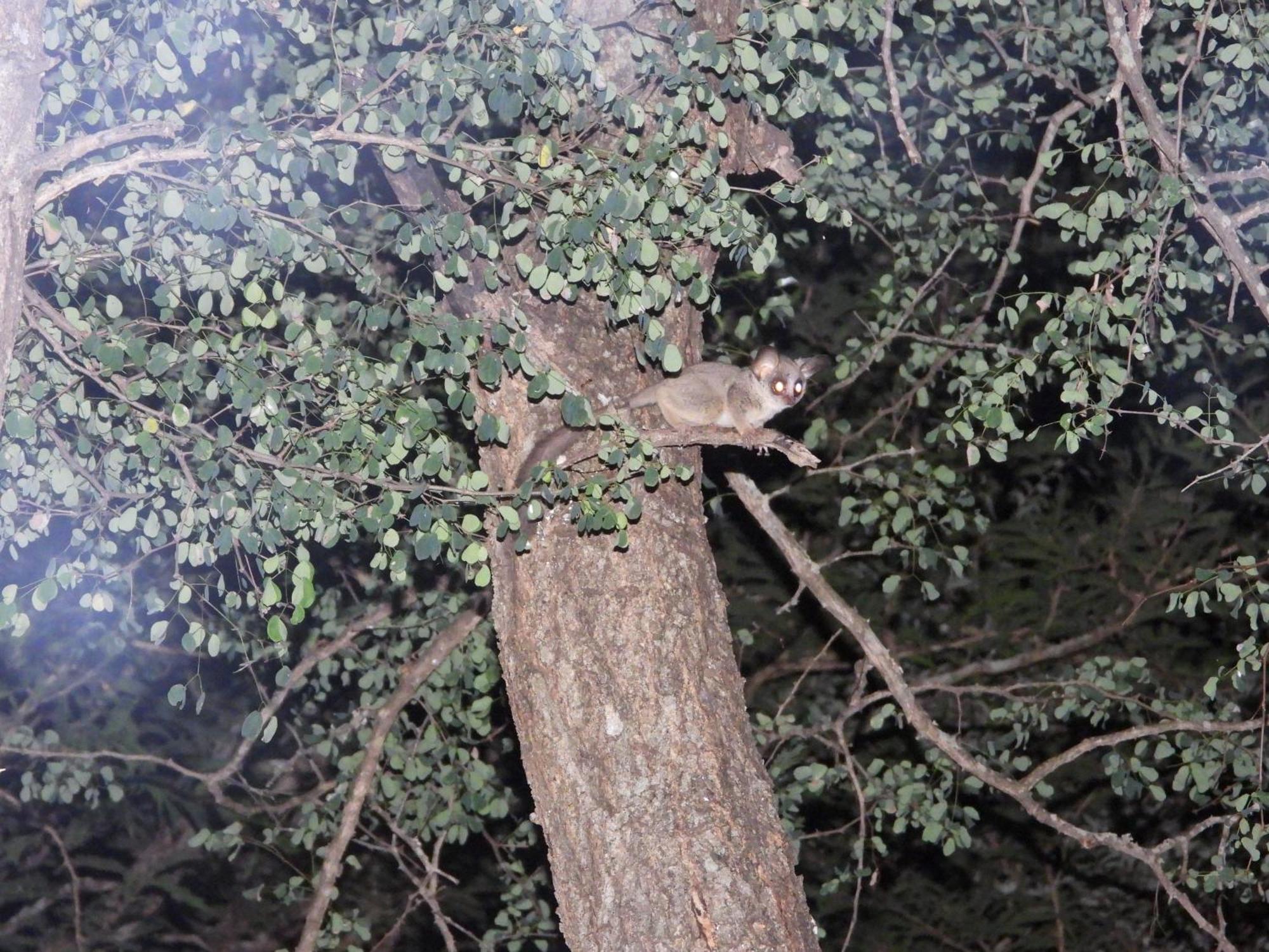 Vakantiehuis Rhino Marloth Park