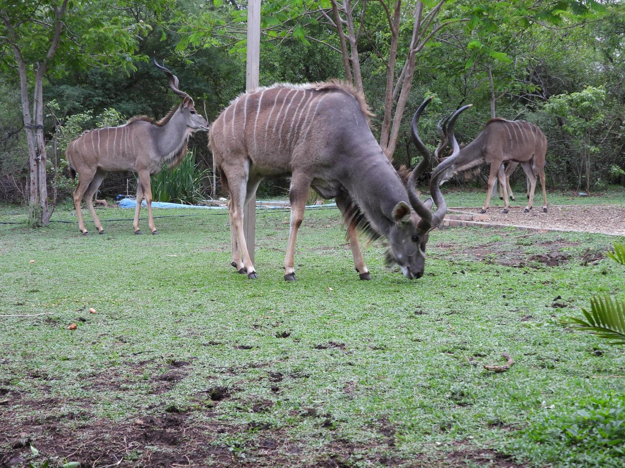 Vakantiehuis Rhino