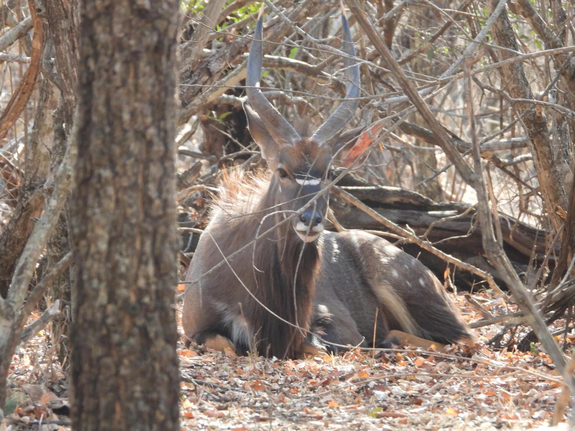 Vakantiehuis Rhino Marloth Park