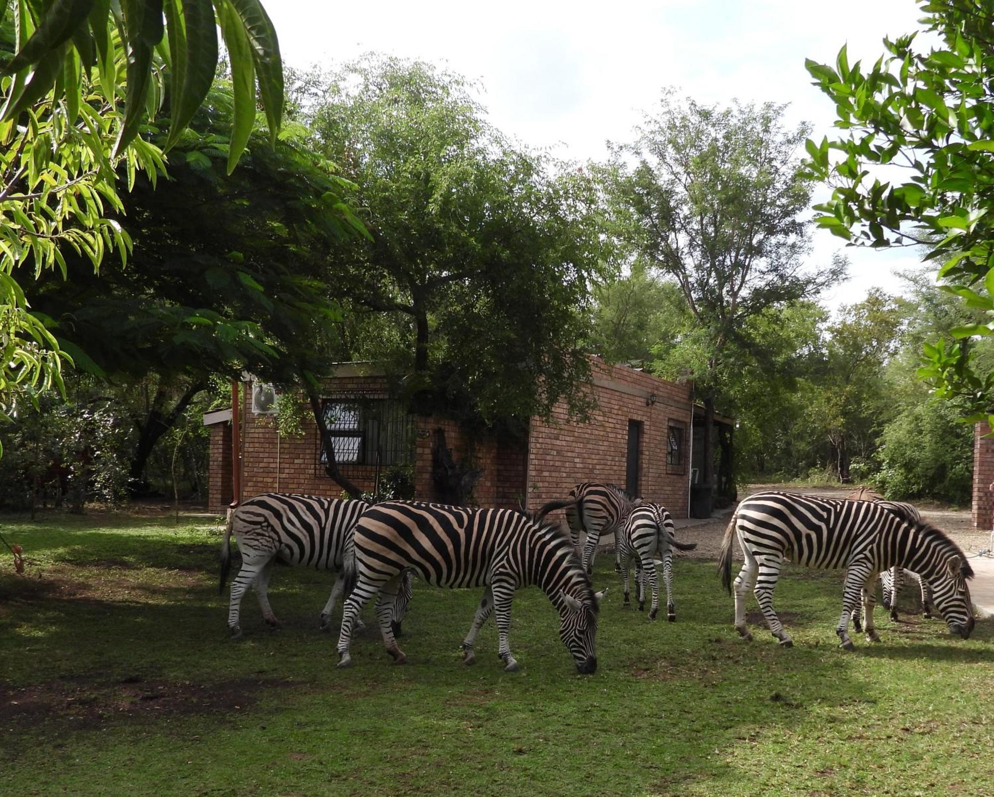 Rhino * Marloth Park